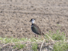 Vanellus vanellus