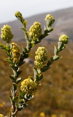 Thesium euphorbioides