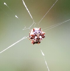 Thelacantha brevispina