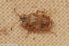 Kleidocerys resedae