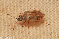 Kleidocerys resedae