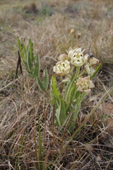 Pachycarpus schinzianus