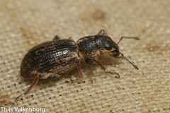 Andrion regensteinense