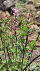 Syncolostemon transvaalensis
