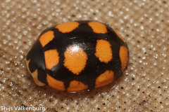 Coccinula quatuordecimpustulata