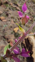 Syncolostemon transvaalensis