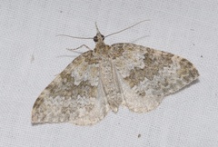 Entephria infidaria