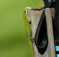 Phelsuma laticauda