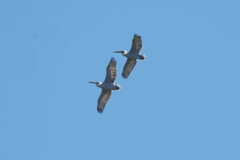 Pelecanus crispus