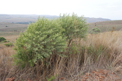 Ozoroa paniculosa