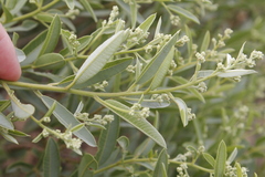 Ozoroa paniculosa