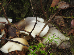 Omphalotus nidiformis