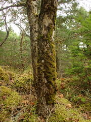 Zygodon viridissimus