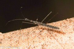 Hydrometra stagnorum