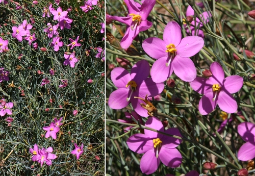 Sandveld Chiron (Chironia arenaria)