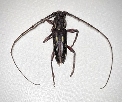 Ambonus distinctus