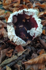 Russula atropurpurea