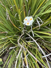 Dietes grandiflora