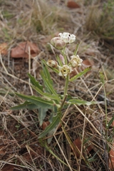 Pachycarpus schinzianus