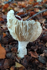 Russula atropurpurea