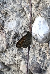 Lasiommata
