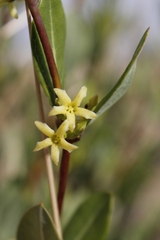 Cryptolepis oblongifolia