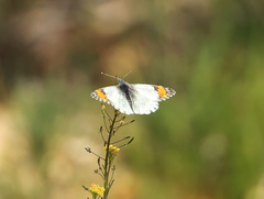 Anthocharis sara