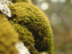 Zygodon viridissimus