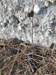 Lasiommata