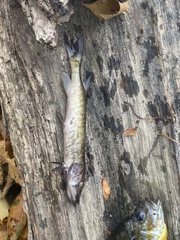 Esox americanus