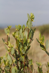 Cryptolepis oblongifolia