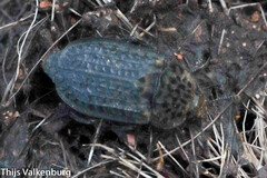 Thanatophilus rugosus