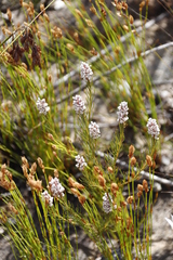 Spatalla racemosa