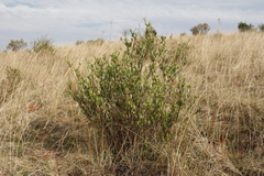 Cryptolepis oblongifolia