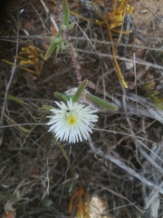 Drosanthemum calycinum