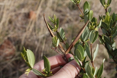 Cryptolepis oblongifolia