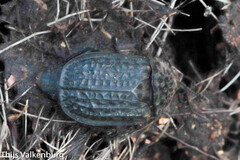 Thanatophilus rugosus