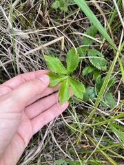 Sanicula marilandica