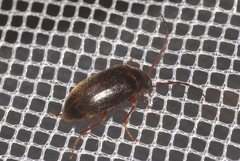 Hymenalia rufipes