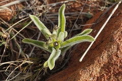 Raphionacme galpinii