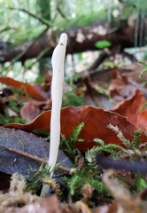 Clavaria acuta