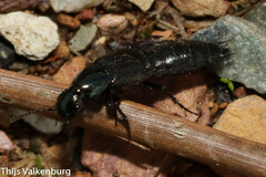 Philonthus intermedius