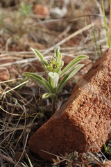 Raphionacme galpinii