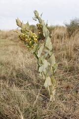 Gomphocarpus glaucophyllus