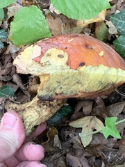 Butyriboletus pseudoregius