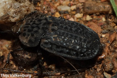 Thanatophilus rugosus