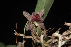 Kefersteinia tolimensis