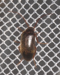 Hymenalia rufipes
