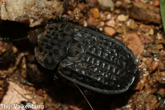 Thanatophilus rugosus