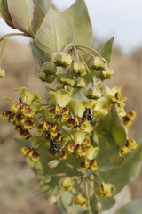 Gomphocarpus glaucophyllus
